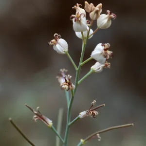 Caulanthus amplexicaulis barbarae, Figueroa Mtn.