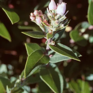Arctostaphylos cruzenses, Pacific Valley