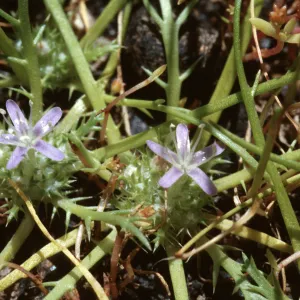 Navarretia prostrata, Hunter Liggett, Jolon