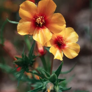 Mentzelia pectinata, Temblor Range