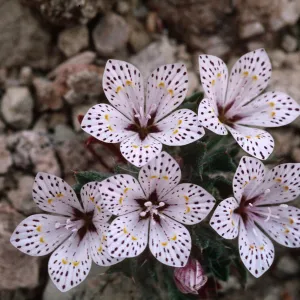 Langloisia setosissima punctata, Rainbow Basin