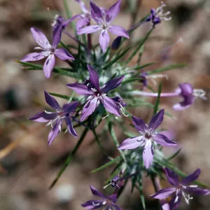 Eriastrum pluriflorum, La Panza Range