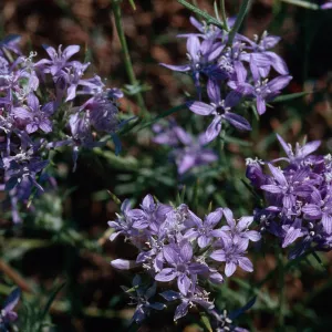 Eriastrum pluriflorum, La Panza Range