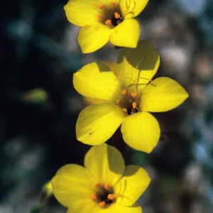 Linanthus aureus, Ballinger Canyon