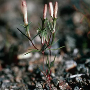 Linanthus bigelovii, Calico Hills