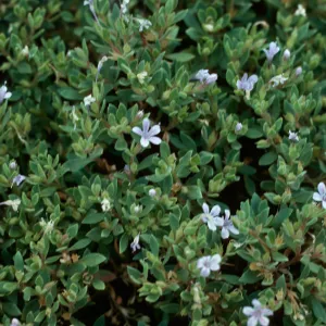Collomia debilis camporum, Ravalli County, MT