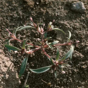 Collomia tinctoria, Reyes Peak
