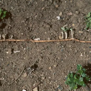 Malacothamnus rhizomes