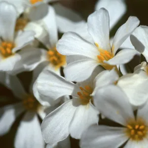 Linanthus pachyphyllus