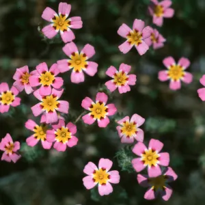 Linanthus montanus, Giant Forest, Sequoia National Park