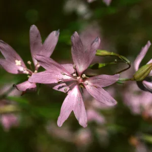 Clarkia biloba ssp. brandegeeae