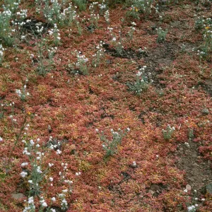 Calyptrium + Cryptantha, Derrydale Creek