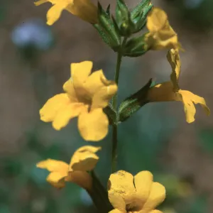 Mimulus brevipes, Sespe Creek