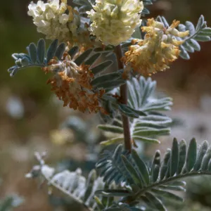 Astragalus pycnostachyus lanosissimus