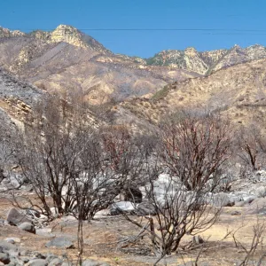 Wolf fire, post fire, Derrydale Creek