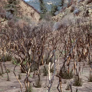Wolf fire recovery, Derrydale Creek