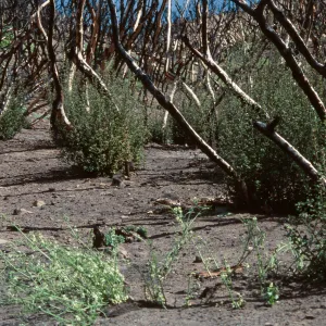 chaparral fire recovery, Wolf fire, Derrydale Creek