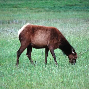 elk, Prairie Creek Redwoods