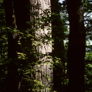 Sequoia (Coast Redwood), Redwood forest, Humboldt State Park