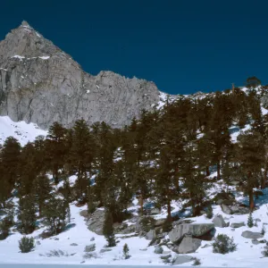 Pinus balfouriana, Gilbert Lake , below Kearsarge Pass