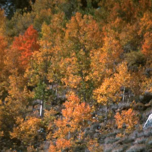 Populus tremuloides, Rock Creek, October, 2003