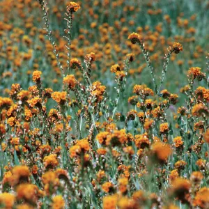 Amsinckia, Carrizo Plain