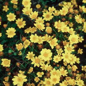 Lasthenia, Carrizo Plain