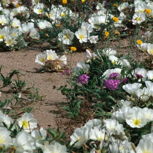 Oenothera, Abronia, Baileya, Johnson Valley