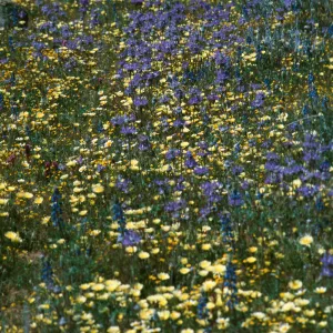 Salvia carduacea (Thistle Sage), Layia (tidy tips), Cottonwood Canyon, SBA