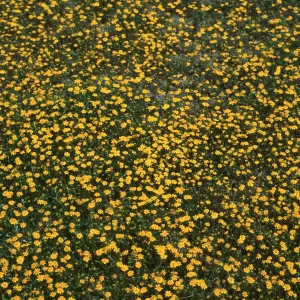 Castilleja, Klipstein Canyon, San Emigdio Range
