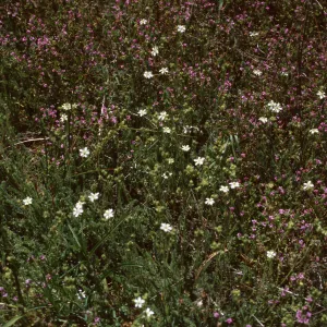 Ceanothus (California Lilac) - Amsinckia display, Ballinger Canyon