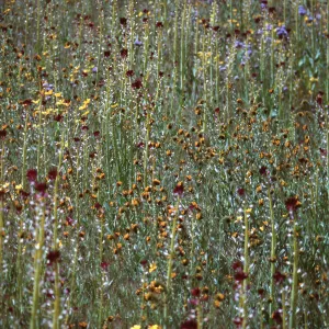 Hortelea yodanii, Pogogyne clareana, Ft. Hunter Liggett