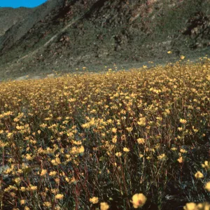 Calyptridium and Cryptantha, Derry Dale Canyon