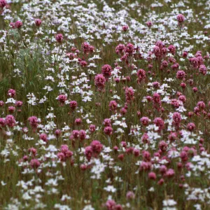 Lasthenia gracilis, Ozena