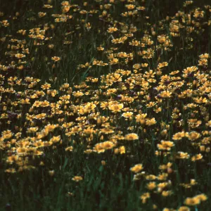 Layia platyglossa, Fort Hunter Liggett
