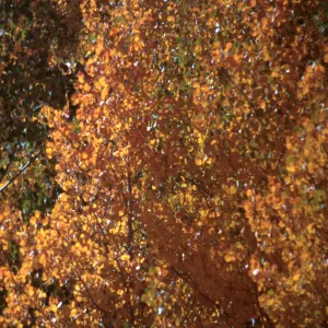 Populus tremuloides, Rock Creek, October, 2003