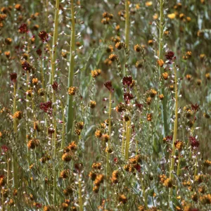Ceanothus (California Lilac) - Amsinckia (Fiddleneck), display, Carrizo Plains 