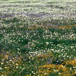 Platystemon, Gilia tricolor, Lasthenia, Bear Valley