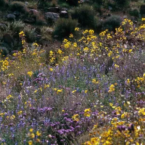 Joshua Tree National Monument