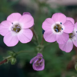 Gilia tenuiflora hoffmannii, Skunk Point, Santa Rosa Island