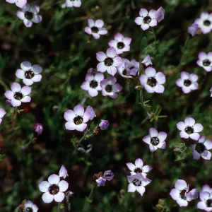 Gilia tricolor, Bear Valley, near North Coast Ranges