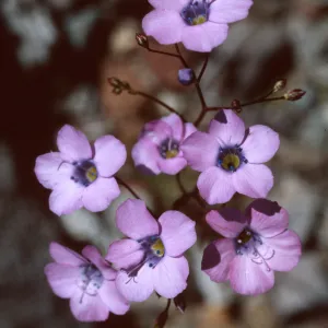 Gilia cana, Panamint Range