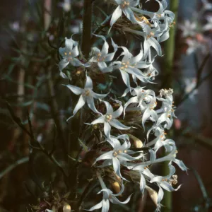Ipomopsis aggregata weberi, Rabbit Ears Pass, Jackson County , Colorado