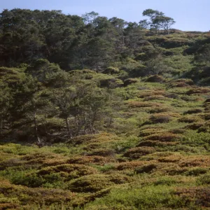 Chaparral-Pine Woodland, Arguello Road, VAFB