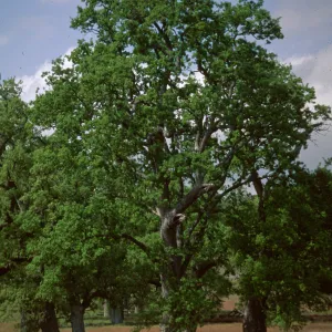 Big Oak Flat, site of Portola Camp, September 16-17, 1769, Ft. Hunter-Liggett