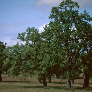 Big Oak Flat, Ft. Hunter-Liggett