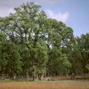 Big Oak Flat, Ft. Hunter-Liggett