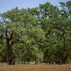 Big Oak Park, Ft. Hunter-Liggett
