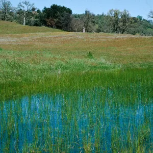 vernal pools, Hunter-Liggett, April, 1996