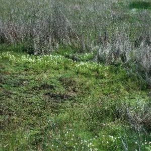 vernal pools, Hunter-Liggett, April, 1996